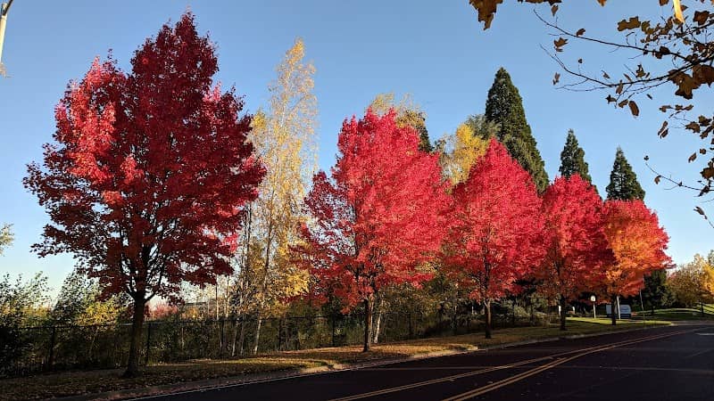 Glencoe Creek Park - Image 2