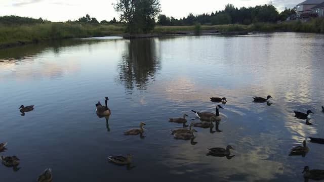 Hermanson Pond - Image 2