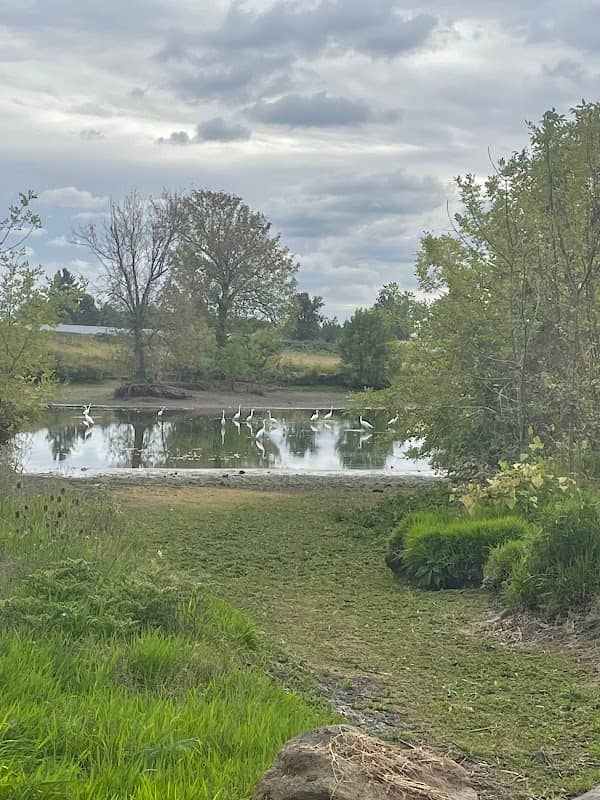 Hermanson Pond - Image 1