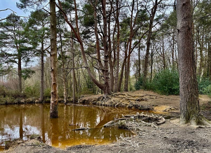 Delph Woods - Image 2
