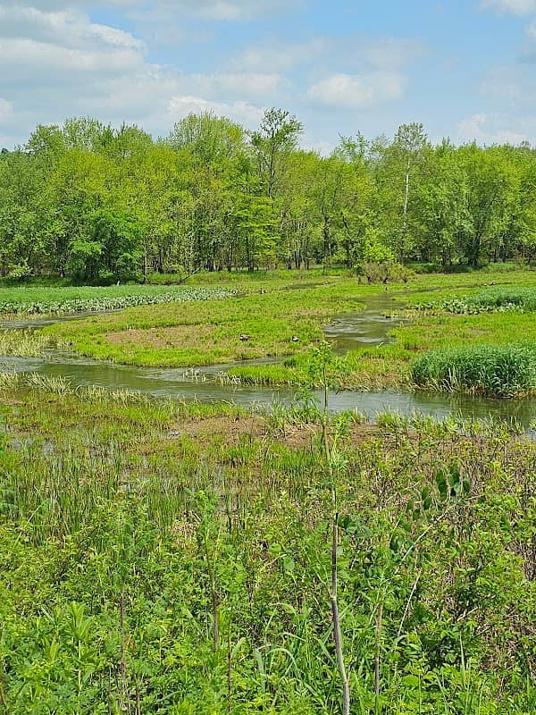 Lower Killbuck Creek Wildlife Area - Image 2