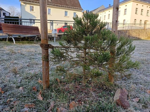 Riesenmammutbaum von Treuen - Image 1