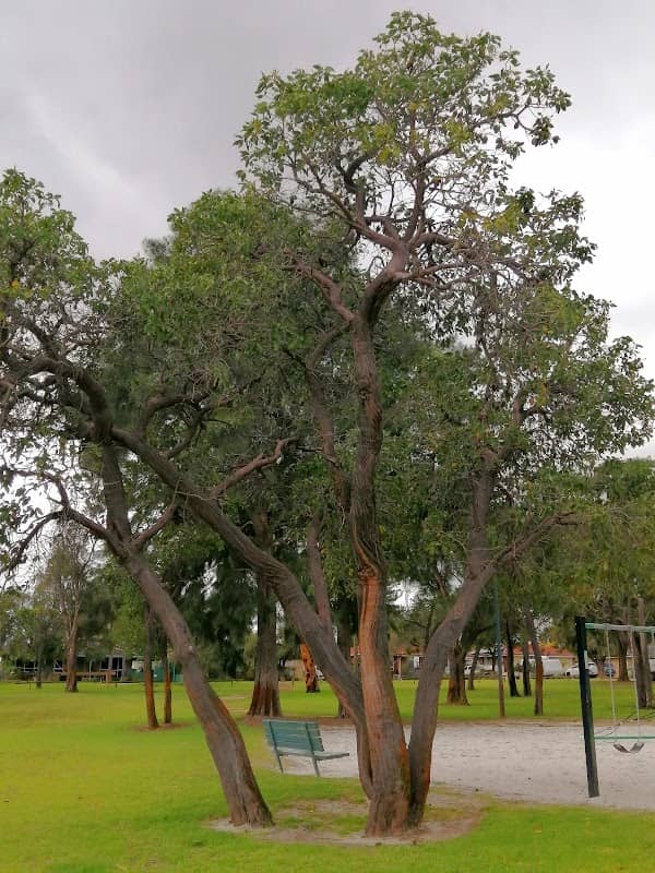 Ospringe Street Reserve - Image 2