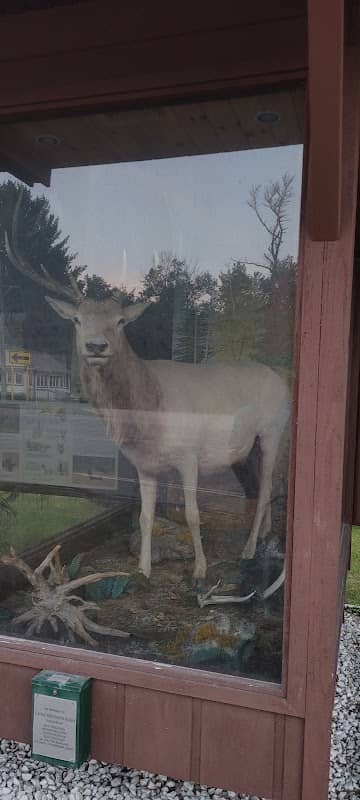 Elk Capital of Michigan - Image 2
