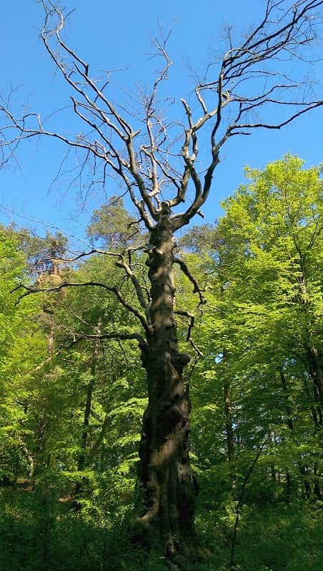 Älteste Rotbuche Landkreis Osterholz - Image 1