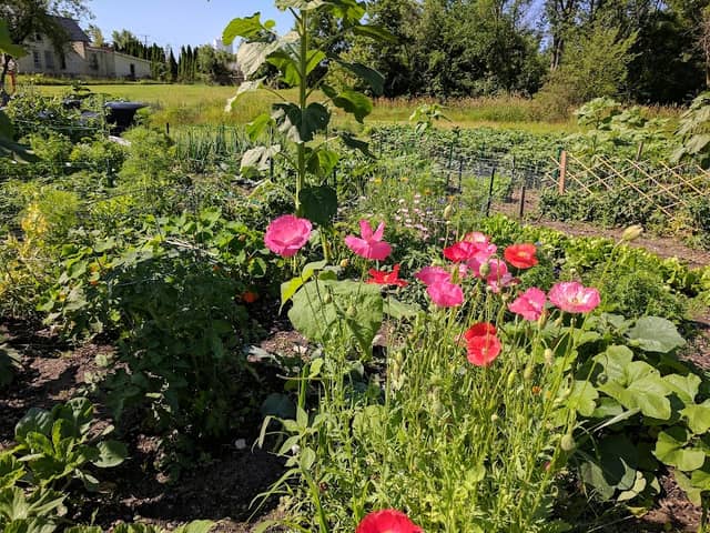 Rock River Community Garden - Image 2