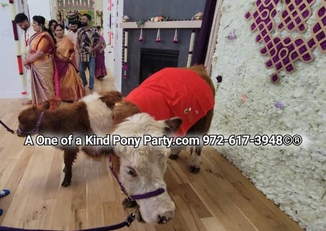 A One of A Kind Pony Party - Image 2