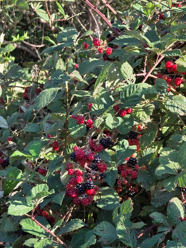 Corteva Wetlands Trail - Image 1
