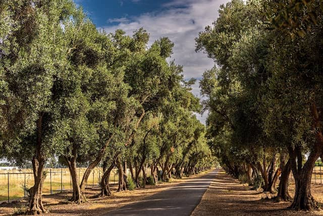 Olive Tree Lane - Image 3