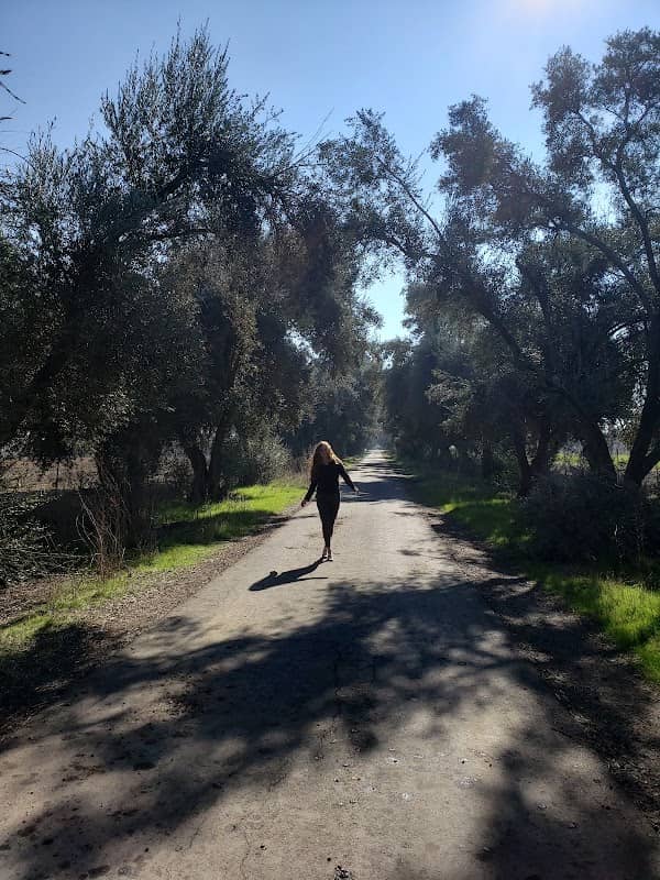 Olive Tree Lane - Image 1