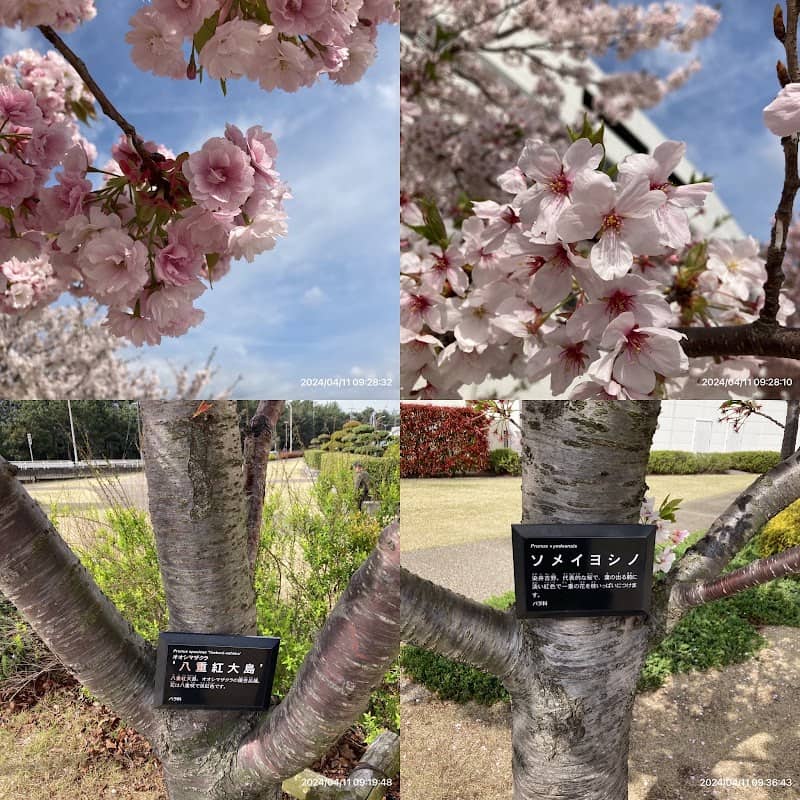 Yumesakura Park - Image 1
