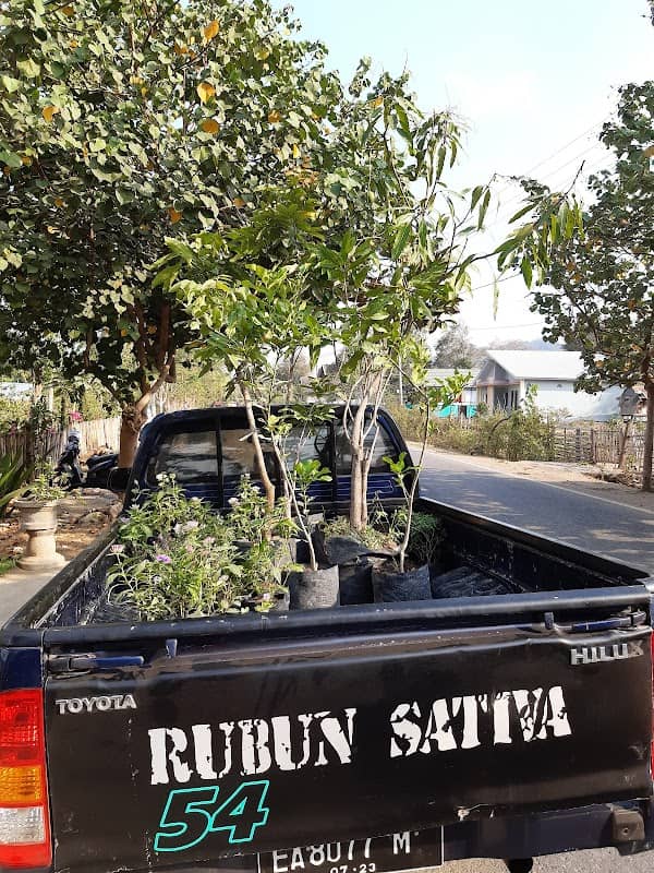 RUBUN SATIVA - Image 1