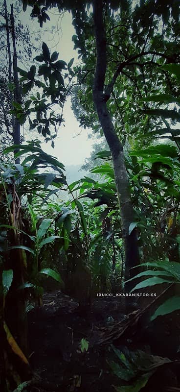 Cardamom Plantations - Image 3