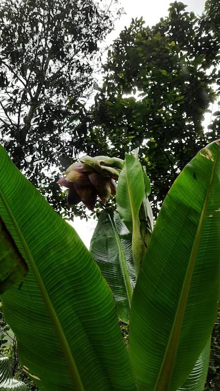 Cardamom Plantations - Image 2