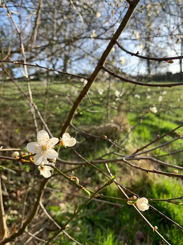 Digby Park - Image 2