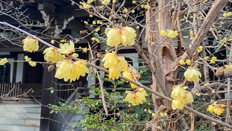 長禅寺の蝋梅 - Image 1