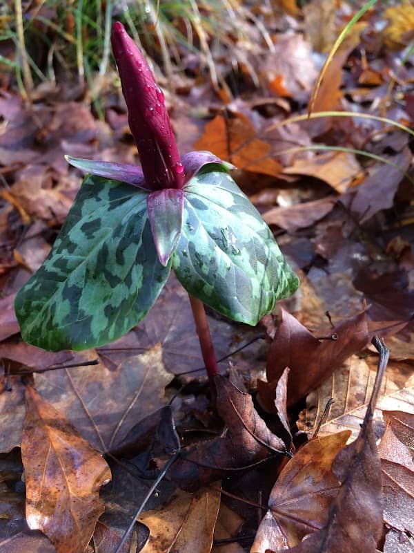 Wolf Creek Trout Lily Preserve - Image 2