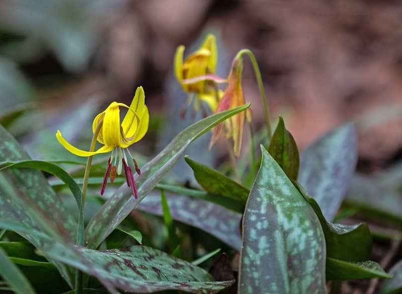 Wolf Creek Trout Lily Preserve - Image 1