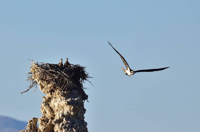 Mono Lake Navy Beach Osprey Observation Point - Image 1