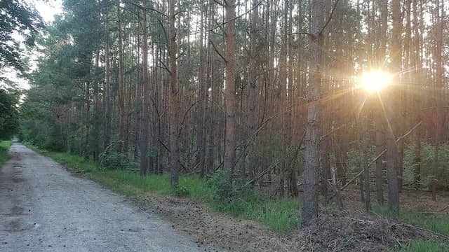 Brieselanger Wald - Image 1