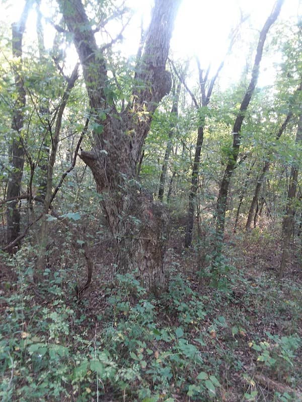 Urich Conservation Area - Image 2