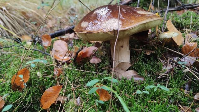 Obertshäuser Wald - Image 2
