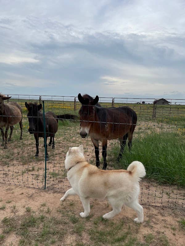 Chaos Ranch - Image 1