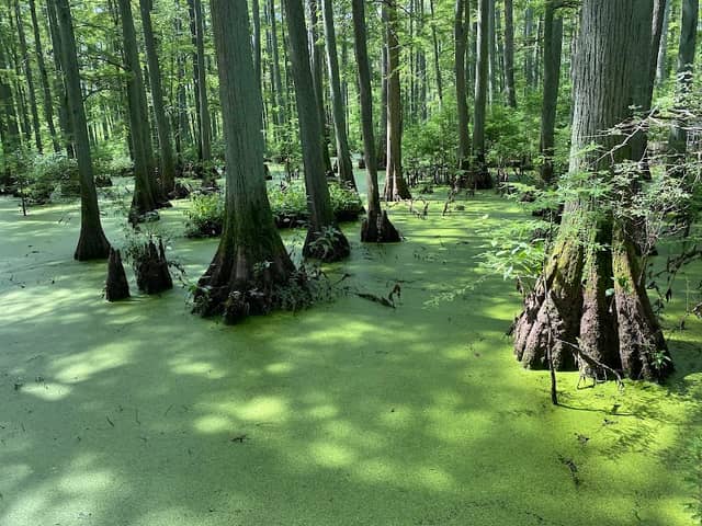 Cache River State Natural Area - Image 1