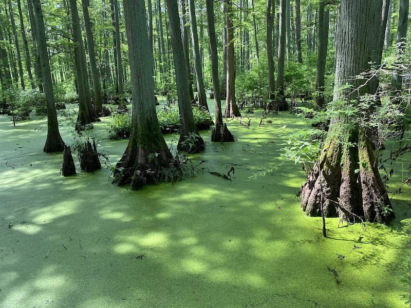 Cache River State Natural Area - Image 1