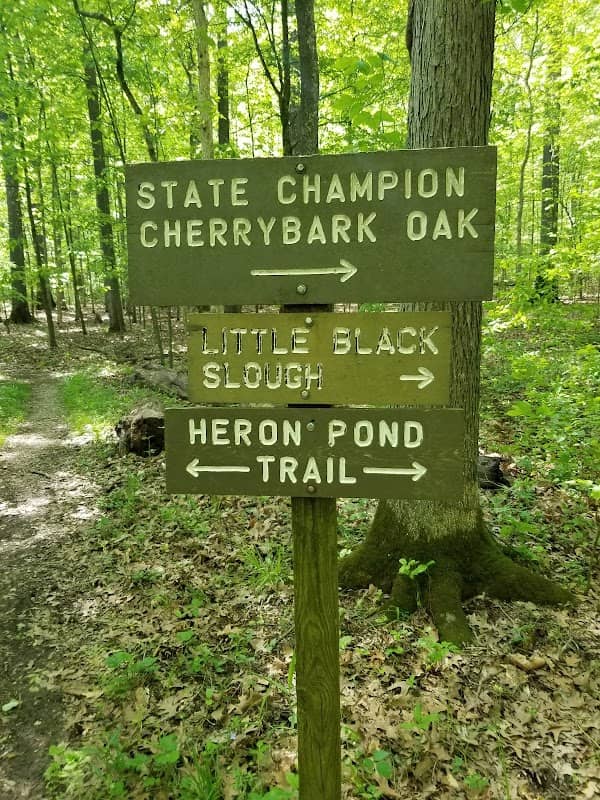 Cache River State Natural Area - Image 3