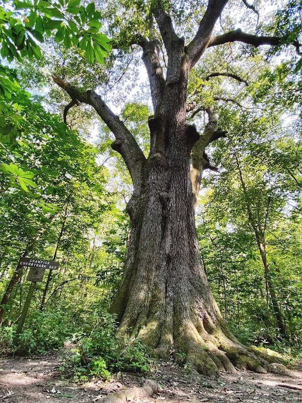 Cache River State Natural Area - Image 2