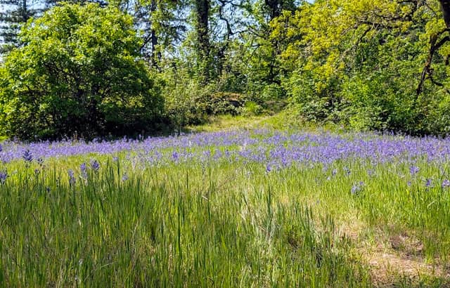 Canemah Bluff Nature Park - Image 3