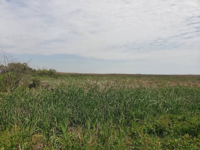 Willow Island (Birding) - Image 1