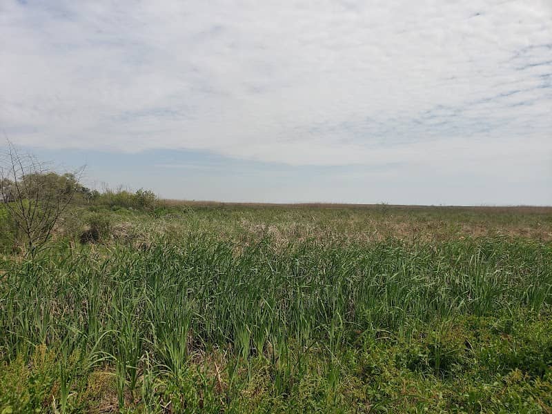 Willow Island (Birding) - Image 1