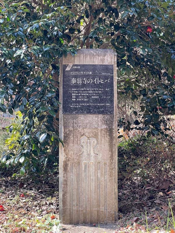 泰翁寺のイトヒバ - Image 1