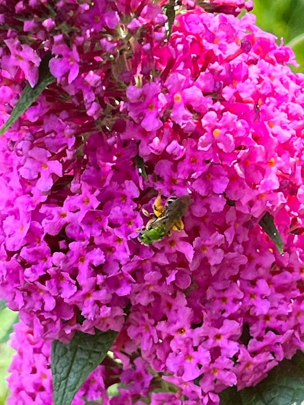 USC Upstate Pollinator Habitat - Image 1