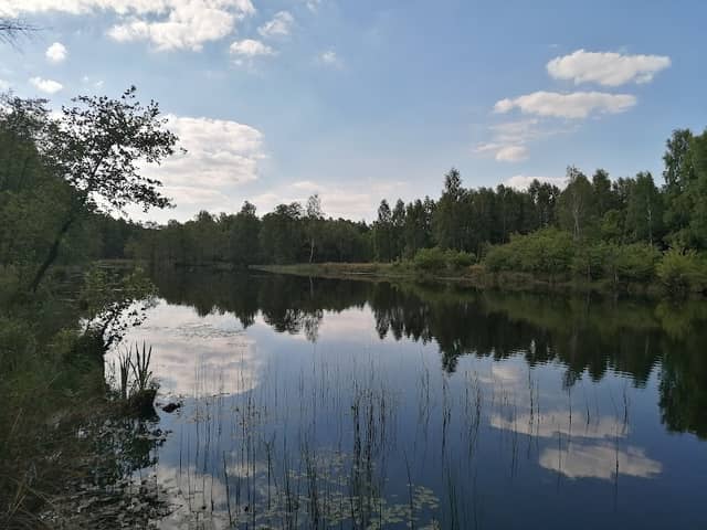 Jeziorko leśne - Image 1