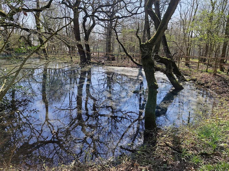 Old Nun Wood - WWT - Image 2