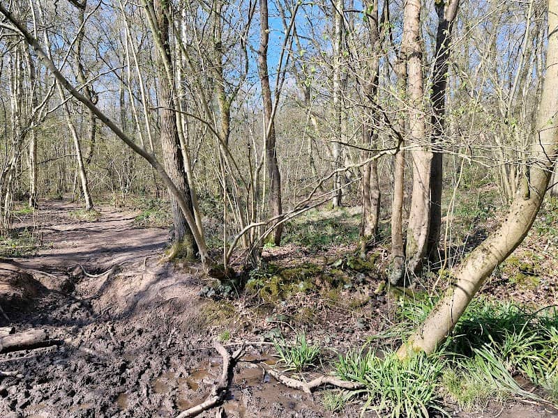 Old Nun Wood - WWT - Image 1