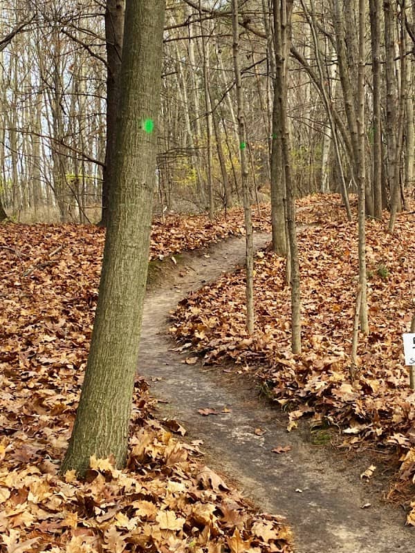 Alma Mountain Bike Trail - Image 1