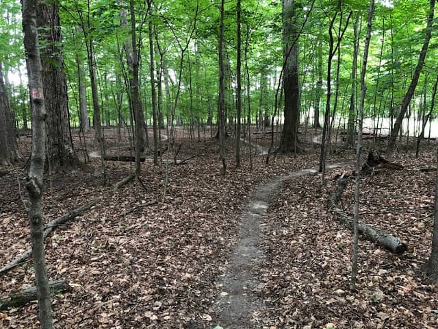 Alma Mountain Bike Trail - Image 3