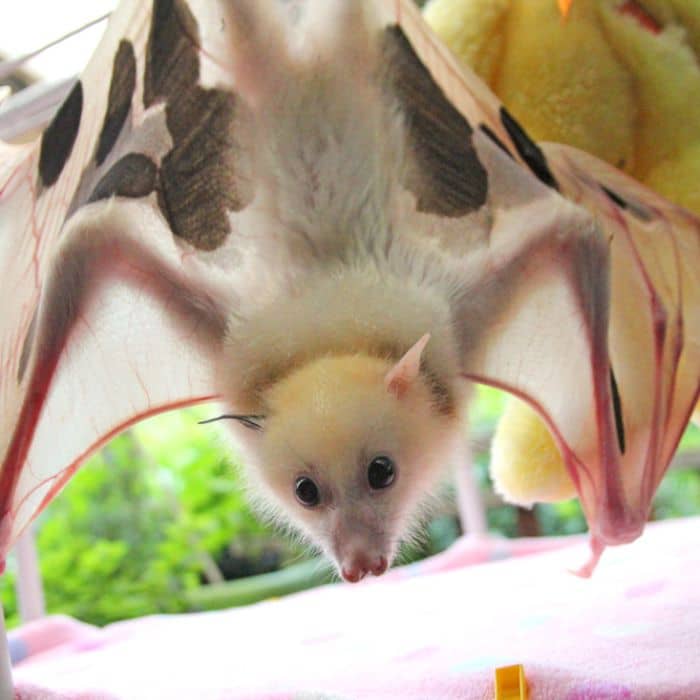 Mottisfont Bats - Image 1