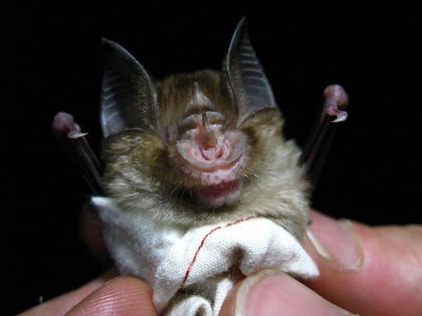 Mottisfont Bats - Image 2