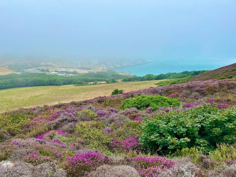 Headon Warren National Trust - Image 3