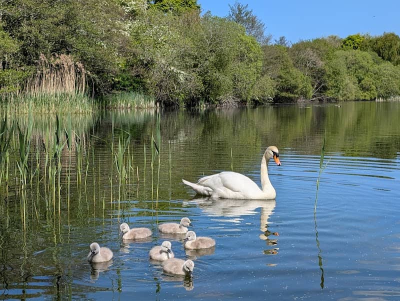 Straiton Pond Local Nature Reserve - Image 1