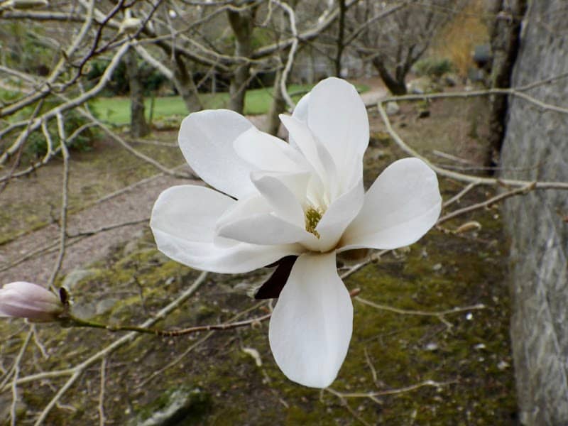SRUC Aberdeen Garden - Image 3