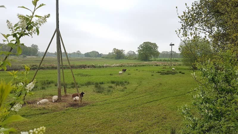 Ooievaarsnesten Smeerling - Image 2