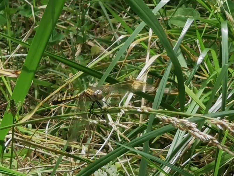 Wurrungwuri Reserve - Image 1