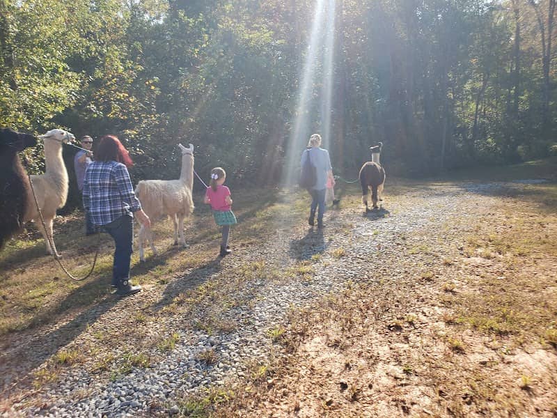 Llamas on the Loose Farm - by appointment only - Image 1