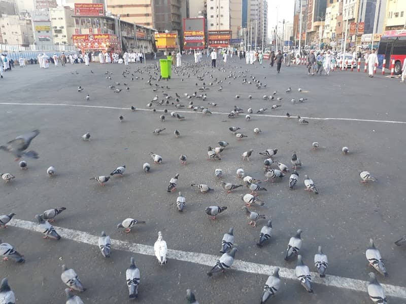 Pigeon Square - Image 1